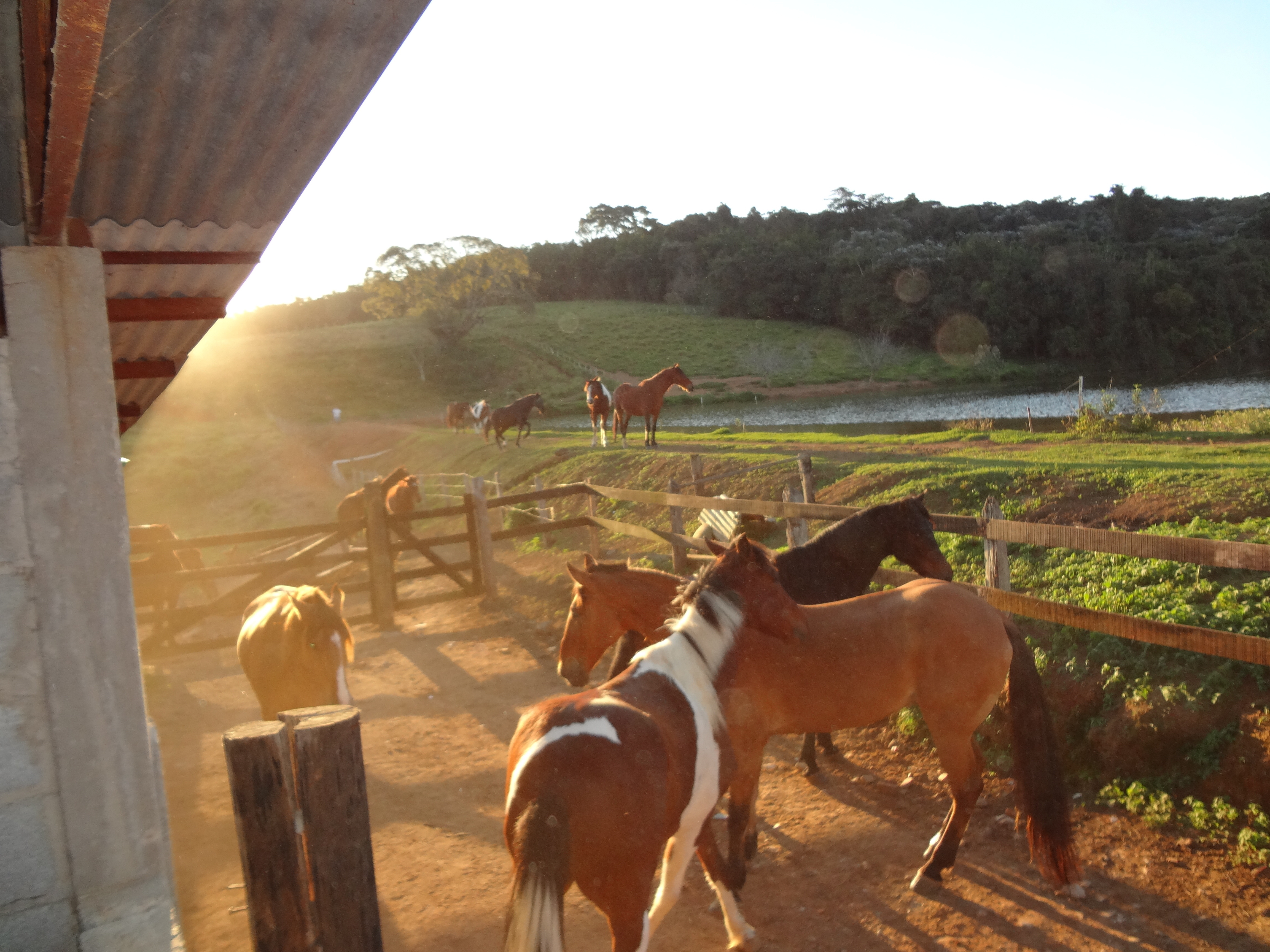 Cavalos nas pastagens da Fazenda Iguassu